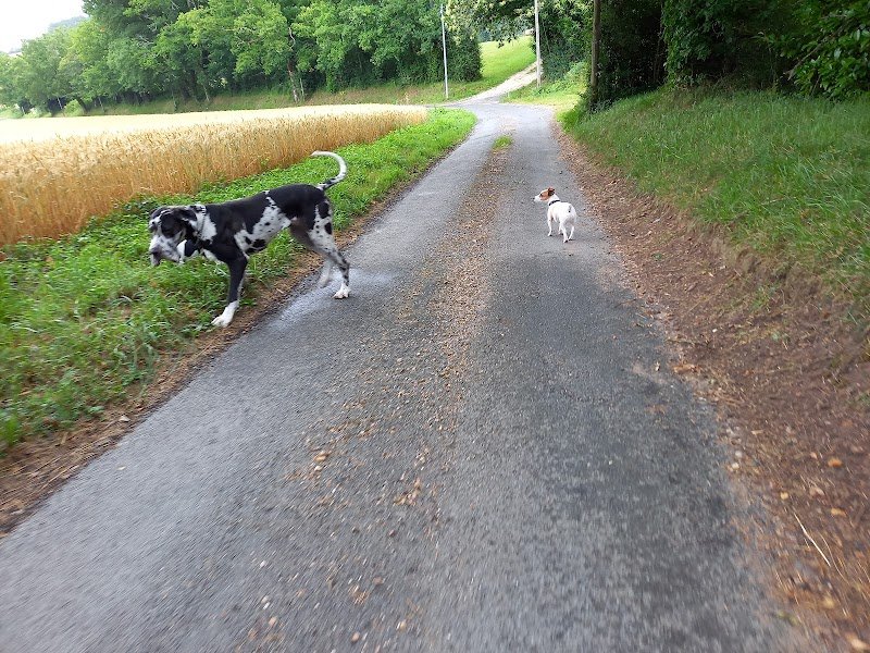 Centre canin - Alimi - photo 1