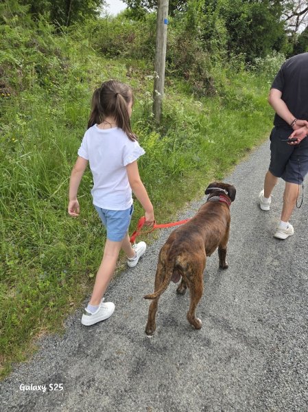 Centre canin - Alimi - photo 2