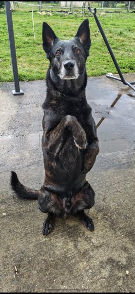 Centre canin - Alimi - photo 3