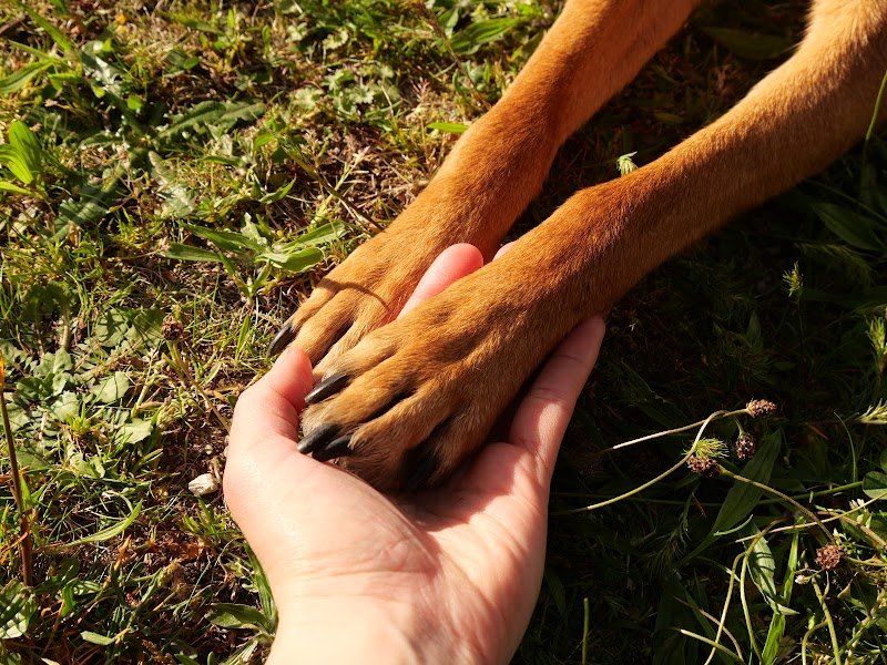 Les chiens de prairie - Education canine éthique et bienveillante - photo 2
