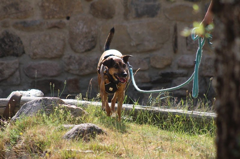 Les chiens de prairie - Education canine éthique et bienveillante - photo 3