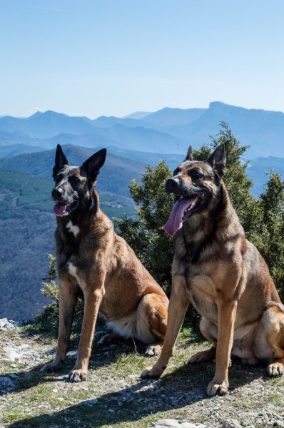 Educat'Eurre canin - Drôme - photo 2