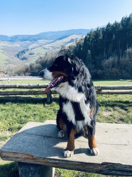 Éducateur Canin Animal Coaching - photo 1