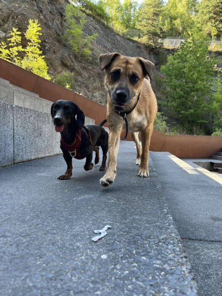 Éducateur Canin Animal Coaching - photo 2