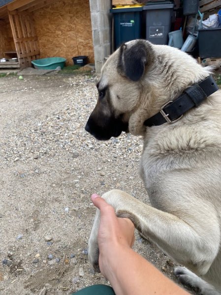Éducateur Canin Animal Coaching - photo 3