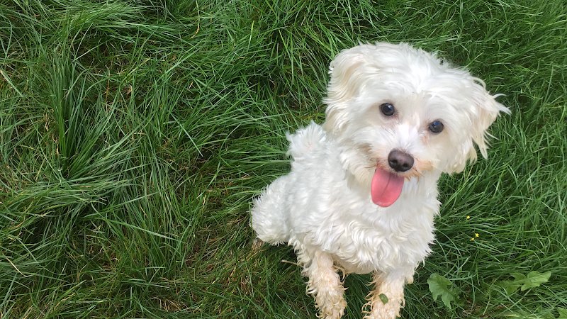 Un Chien Idéal : éducateur canin - photo 2