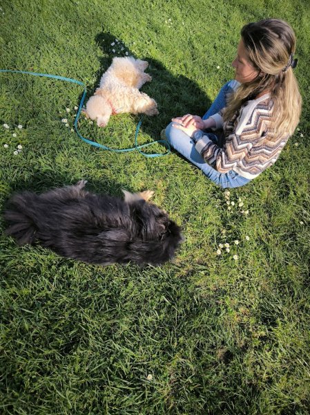 Un Chien Idéal : éducateur canin - photo 3