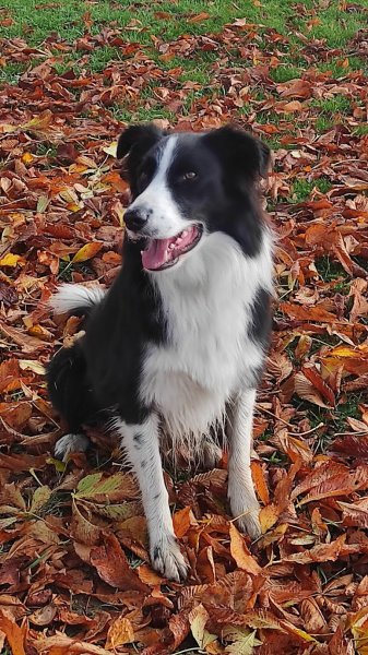 Positiv Dog Coaching - Éducateur comportementaliste canin, dresseur pour chien à proximité de Saint-Étienne - photo 2