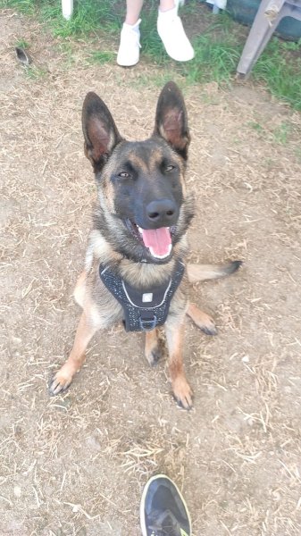 Positiv Dog Coaching - Éducateur comportementaliste canin, dresseur pour chien à proximité de Saint-Étienne - photo 3