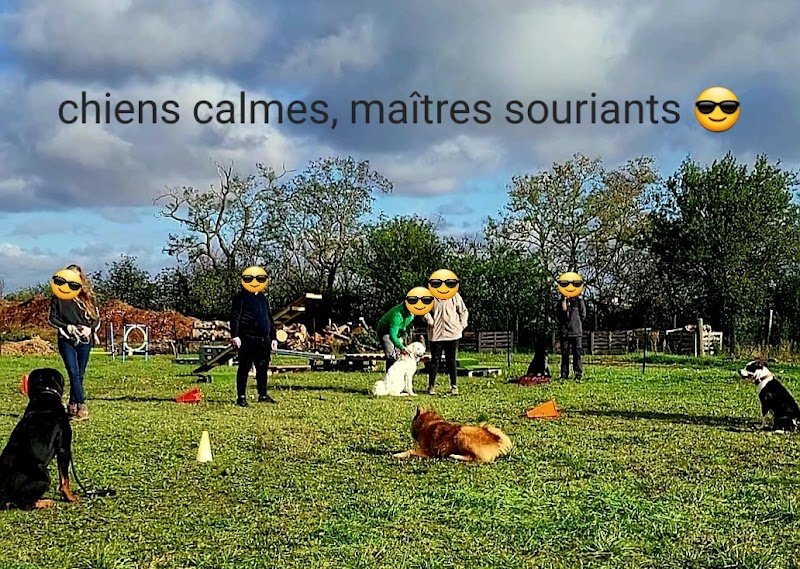 Teach Your Dog - Educateur canin - photo 1