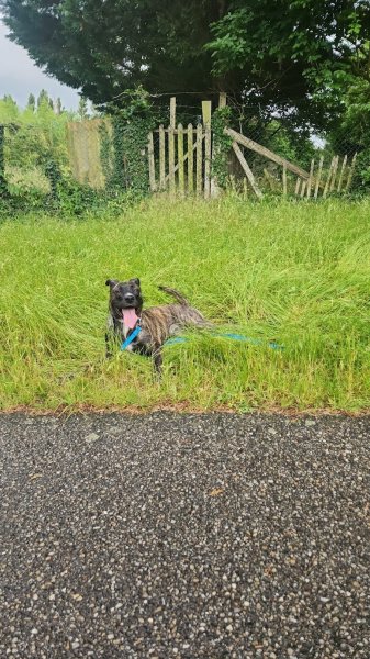 Teach Your Dog - Educateur canin - photo 2