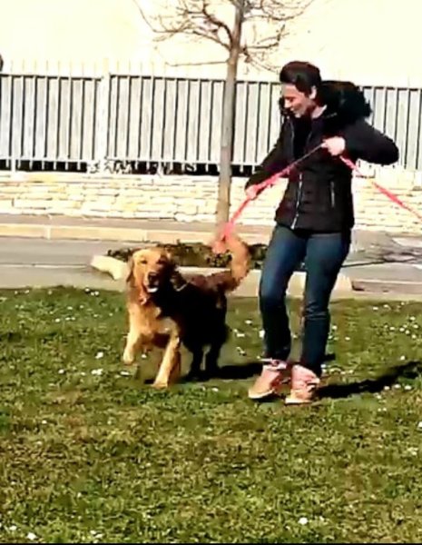 Teach Your Dog - Educateur canin - photo 3