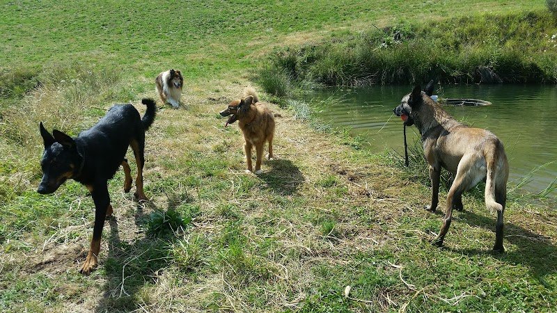 Delhomme et du Chien - Educateur canin à domicile Ardèche, Haute-Loire