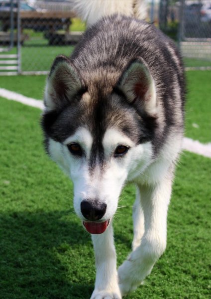 Centre Canin Vallée du Richelieu - photo 1