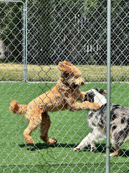 Centre Canin Vallée du Richelieu - photo 2