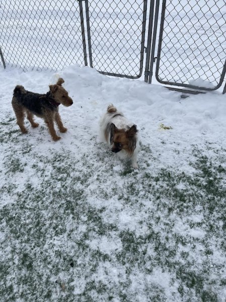 Centre Canin Vallée du Richelieu - photo 3