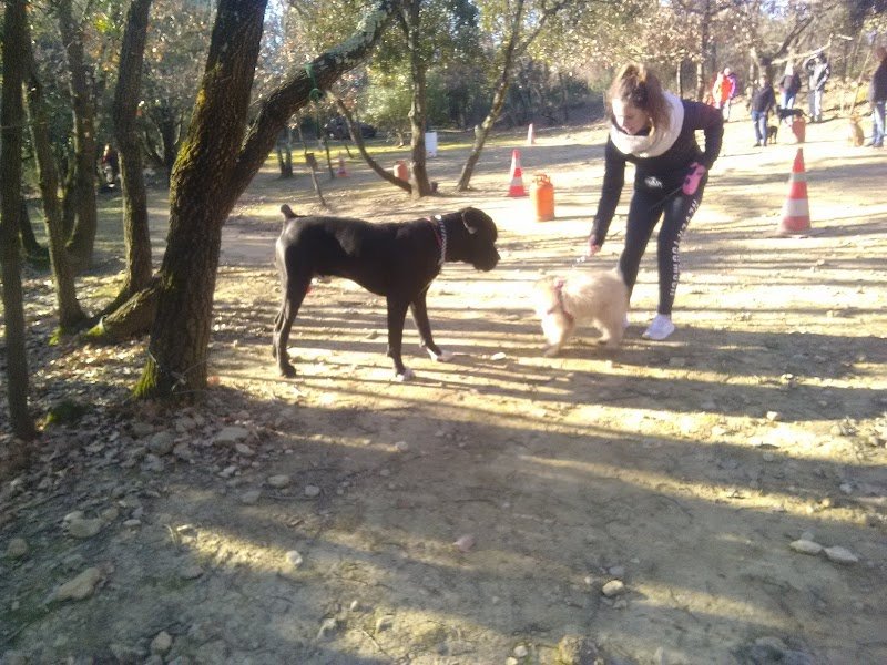 Centre Canin du Puech Coucou