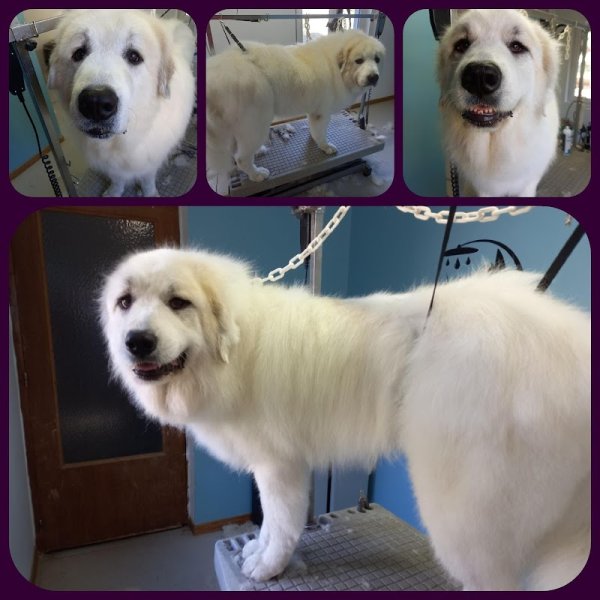 Canin Félin Toilettage - photo 2