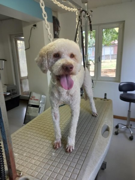 Canin Félin Toilettage - photo 3