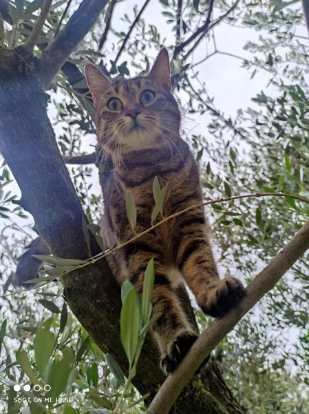 Dogs United - photo 1