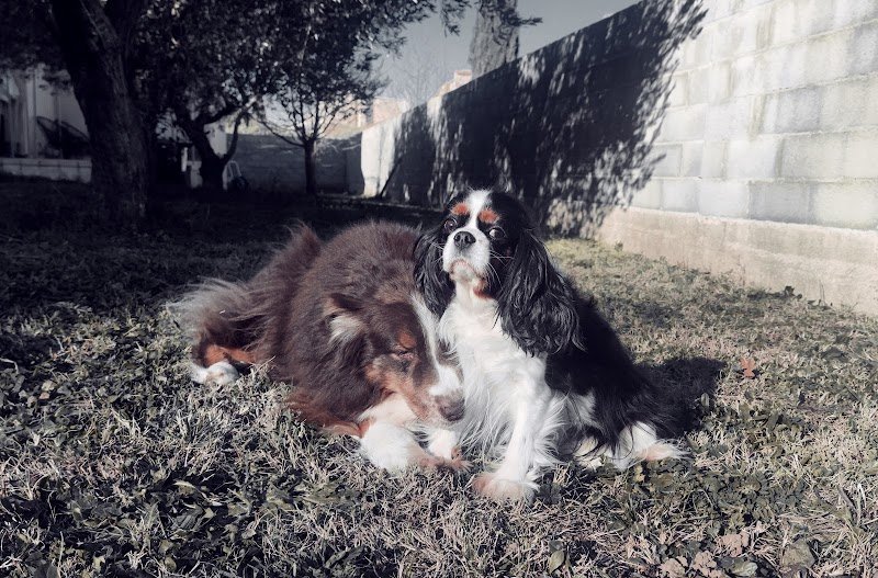 Dogs United - photo 3