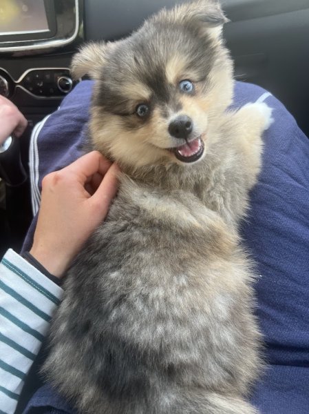 THE HAPPY DOGS Elevage de Pomsky & Pomchi