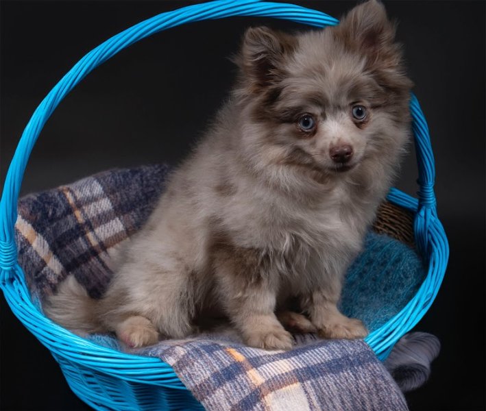 THE HAPPY DOGS Elevage de Pomsky & Pomchi - photo 2