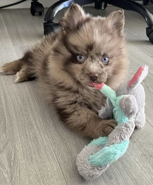 THE HAPPY DOGS Elevage de Pomsky & Pomchi - photo 3