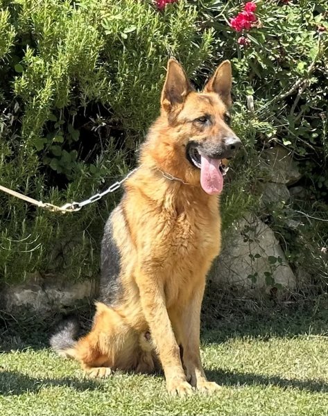 Centre Canin La Gaïdocienne - photo 1