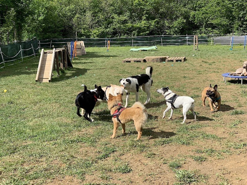 Centre de loisirs et éducateur canin "Les Amis de Lulu" - photo 1
