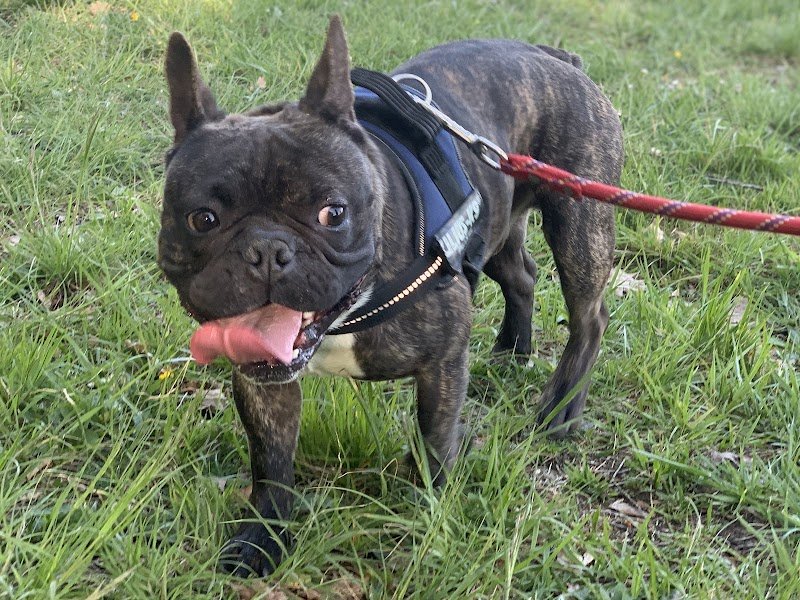 Centre de loisirs et éducateur canin "Les Amis de Lulu" - photo 2