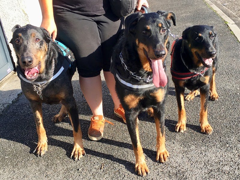 Centre de loisirs et éducateur canin "Les Amis de Lulu" - photo 3