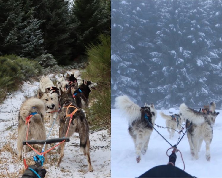 Artik Basterds Mushing - Chiens de Traîneaux