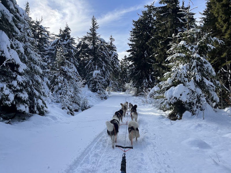Artik Basterds Mushing - Chiens de Traîneaux - photo 2