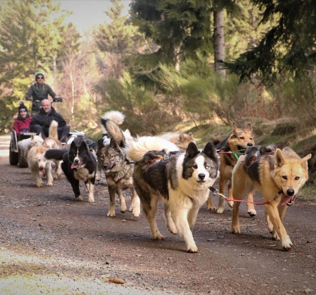 Artik Basterds Mushing - Chiens de Traîneaux - photo 3