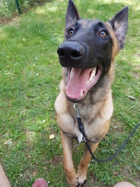 Sarl Espace Canin - photo 1