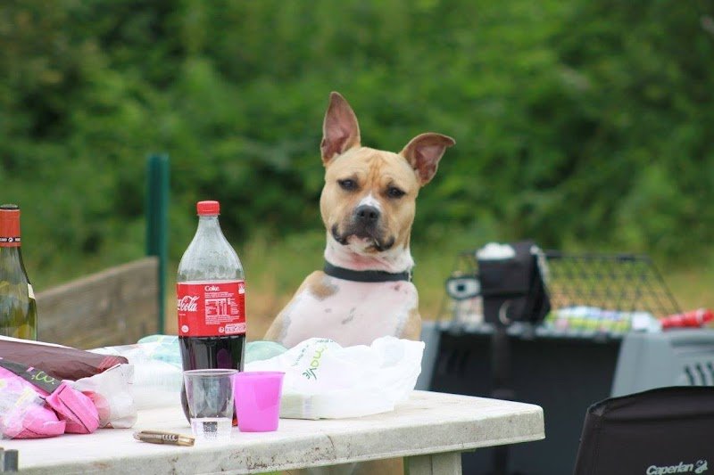 Sarl Espace Canin - photo 3