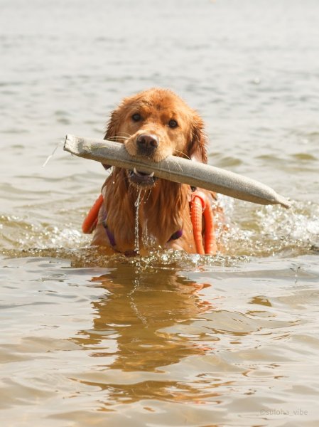 Dogzilla Éduc - Educateur Comportementaliste Canin Dijon - photo 2
