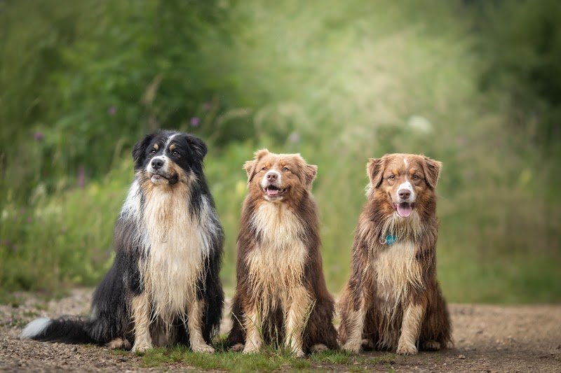 Dogzilla Éduc - Educateur Comportementaliste Canin Dijon - photo 3