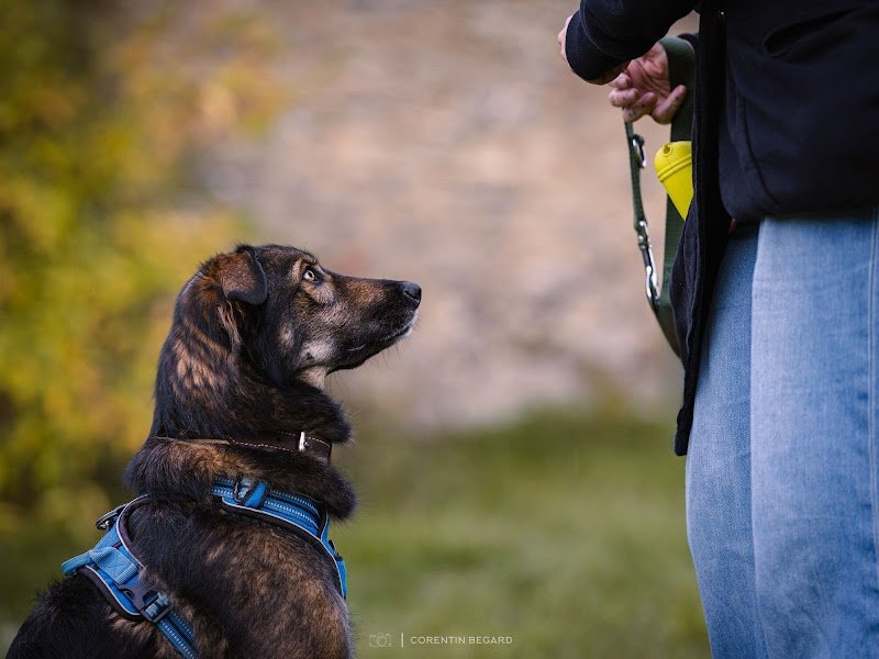 Os'Mose Canine - Dijon - Éducateur canin comportementaliste - photo 2