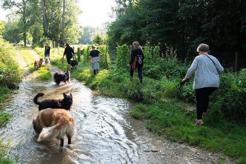 Au Fil Du Chien - photo 3