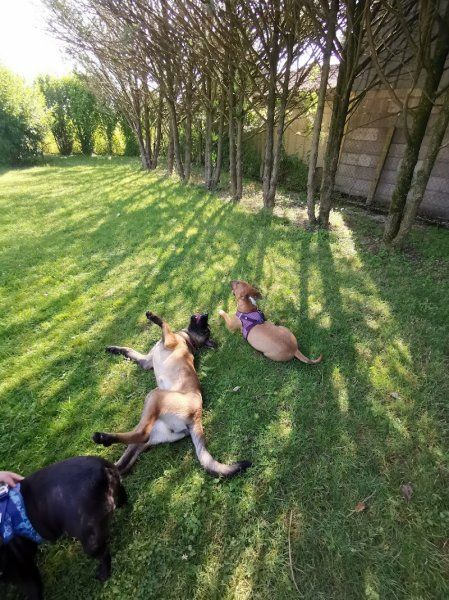 Savoir Ecouter Son Chien Marine Santamaria - photo 1