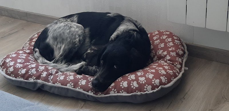 Savoir Ecouter Son Chien Marine Santamaria - photo 2