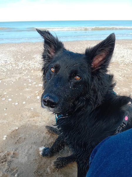 MYDOG - Educateur Canin - photo 1