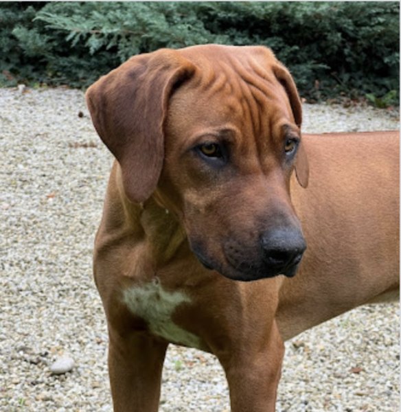 MYDOG - Educateur Canin - photo 2