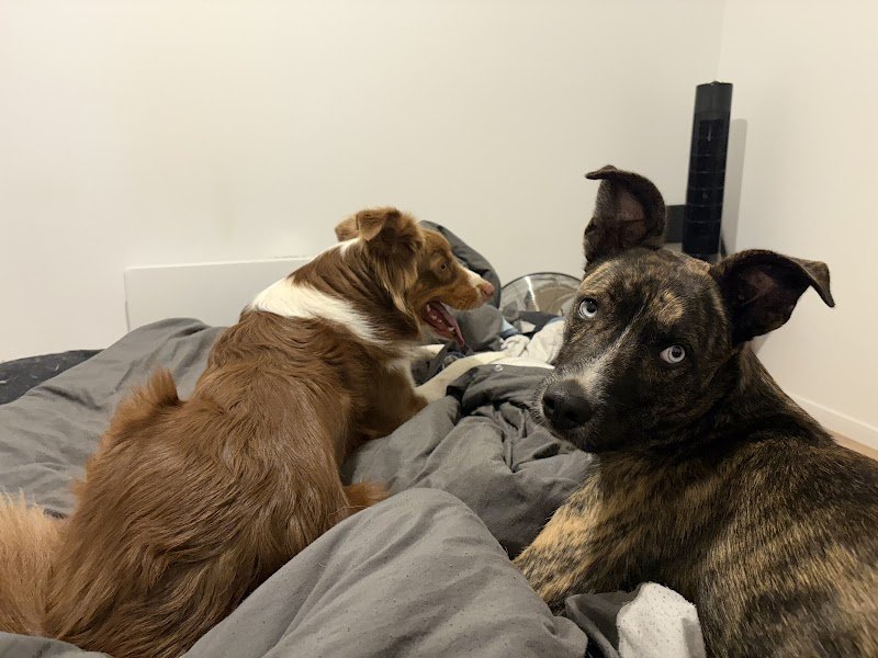 MYDOG - Educateur Canin - photo 3