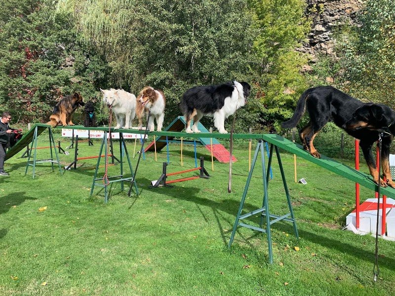 club cynophile des rives de la Borne - photo 1