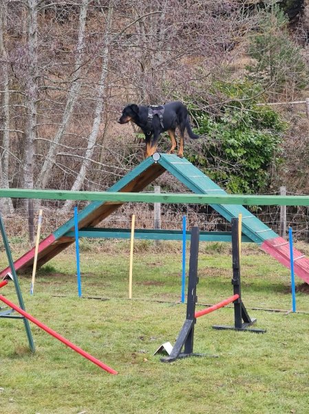 club cynophile des rives de la Borne - photo 2