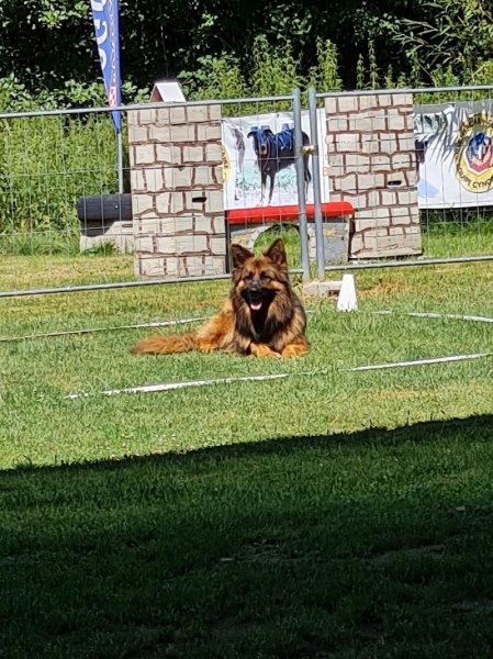 club cynophile des rives de la Borne - photo 3