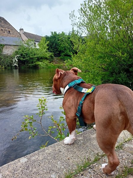 Sym dog Lozère - photo 1